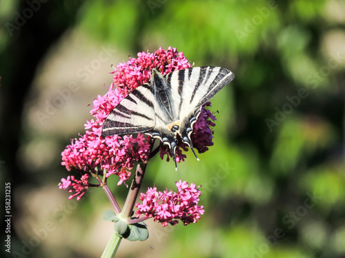 Papillon Le Flambé