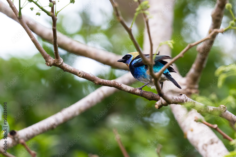 golden hooded tanager -Tangara larvata golden hooded tanager -Tangara larvata