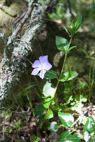 Purple flower 