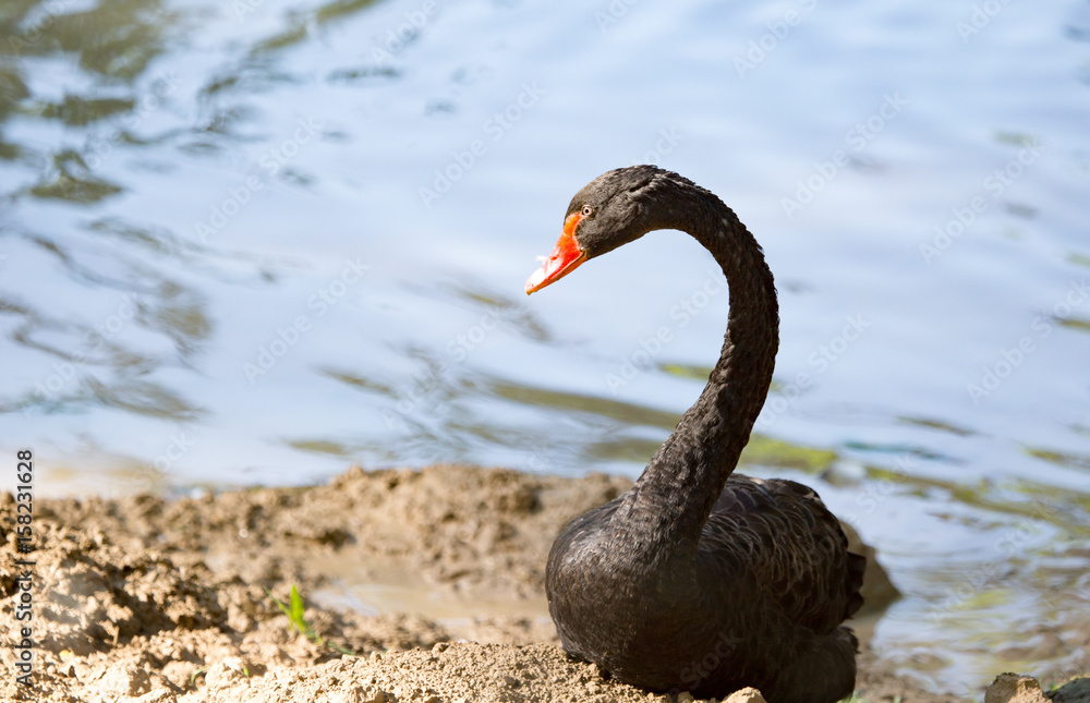 Obraz premium Ducks on the pond in the park