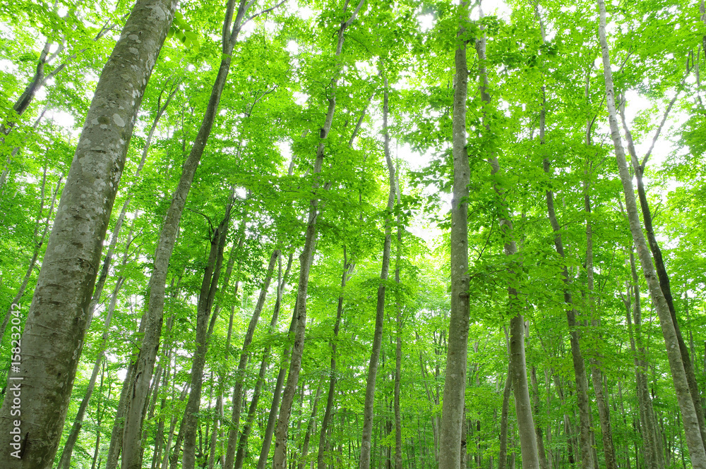 Naklejka premium 新緑の美人林