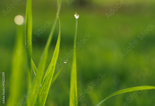 Dew Drops on a Summer Morning