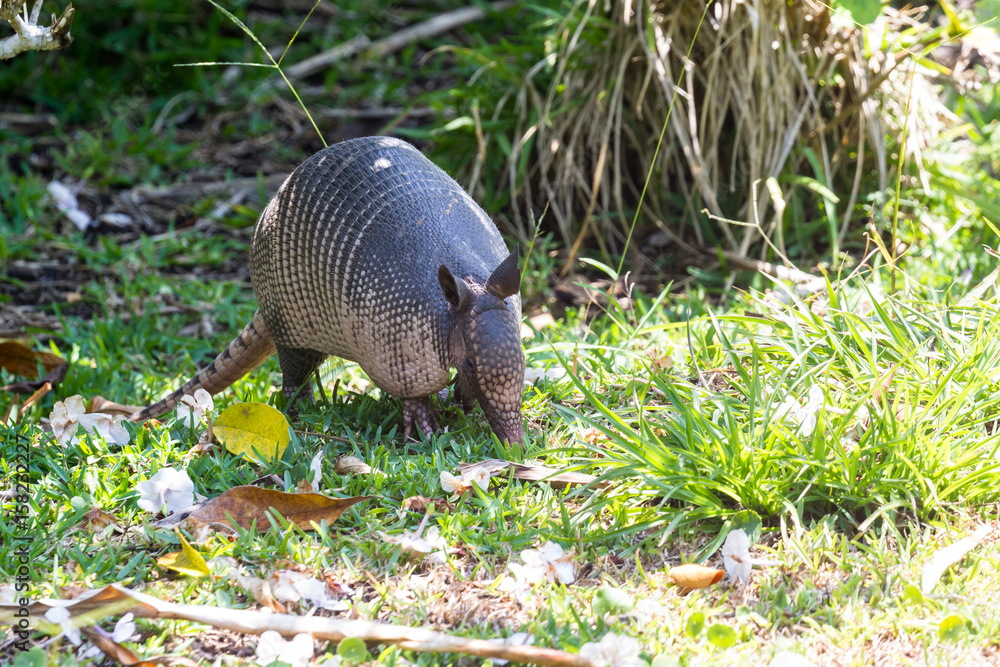 Nine-banded armadillo- (Dasypus novemcinctus) Nine-banded armadillo- (Dasypus novemcinctus)