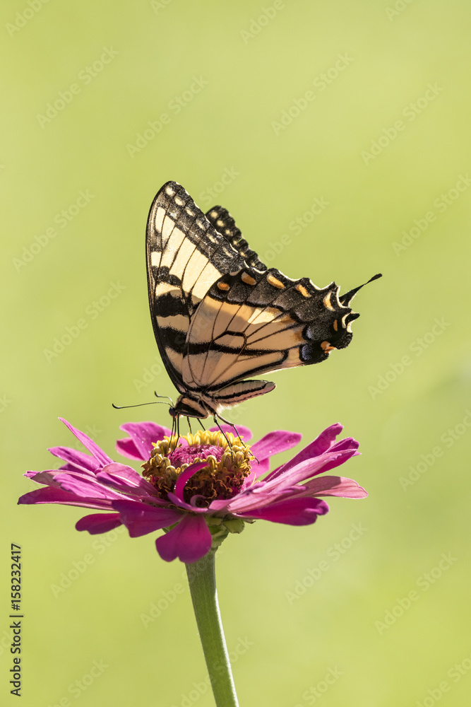 Swallowtail Butterfly perched on a Pink Flower Swallowtail Butterfly perched on a Pink Flower