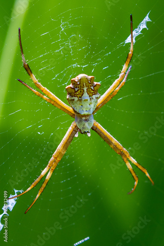 large tropical spider