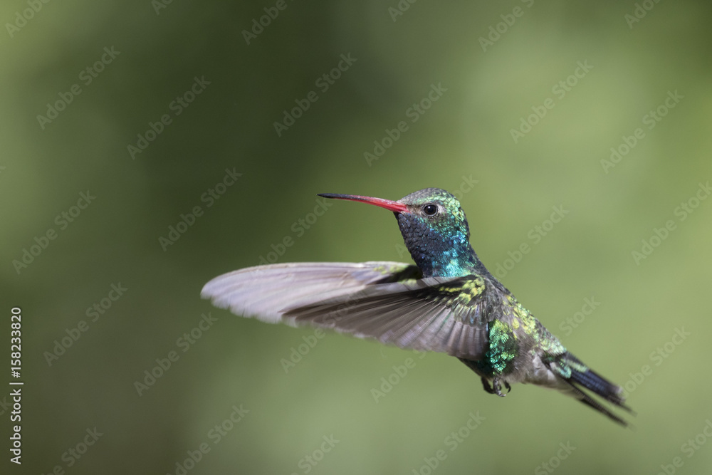 Fototapeta premium Braod-billed Hummingbird in Flight