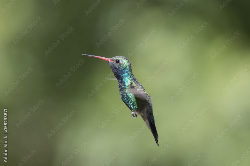 Fototapeta premium Broad-billed Hummingbird Flying