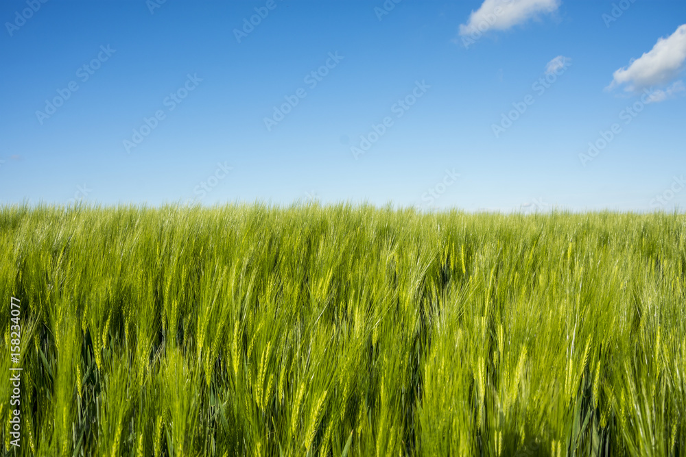 Green wheat field Green wheat field