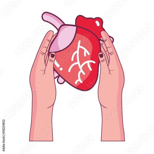 heart organ to blood circulation in the hands
