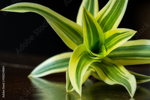 Fototapeta Naklejka Na Ścianę i Meble -  vivid tropical plant