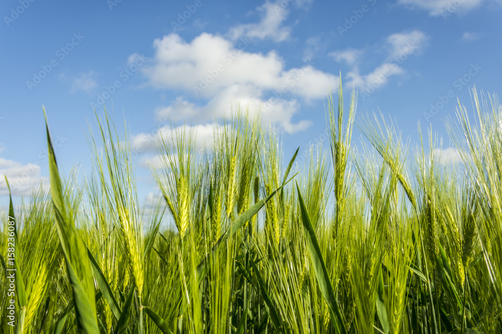 Organic green wheat close up