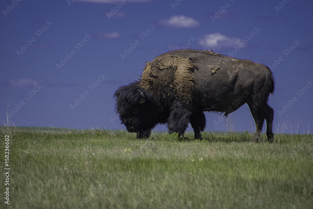 Bison Bison