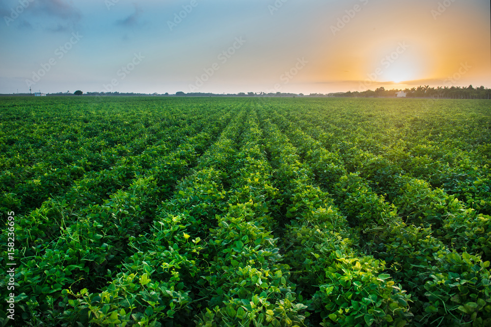 Green bean crop field on the farm before the harvest at sunset time. Agricultural industry farm groving genetically modefided food on field. Green bean crop field on the farm before the harvest at sunset time. Agricultural industry farm groving genetically modefided food on field.