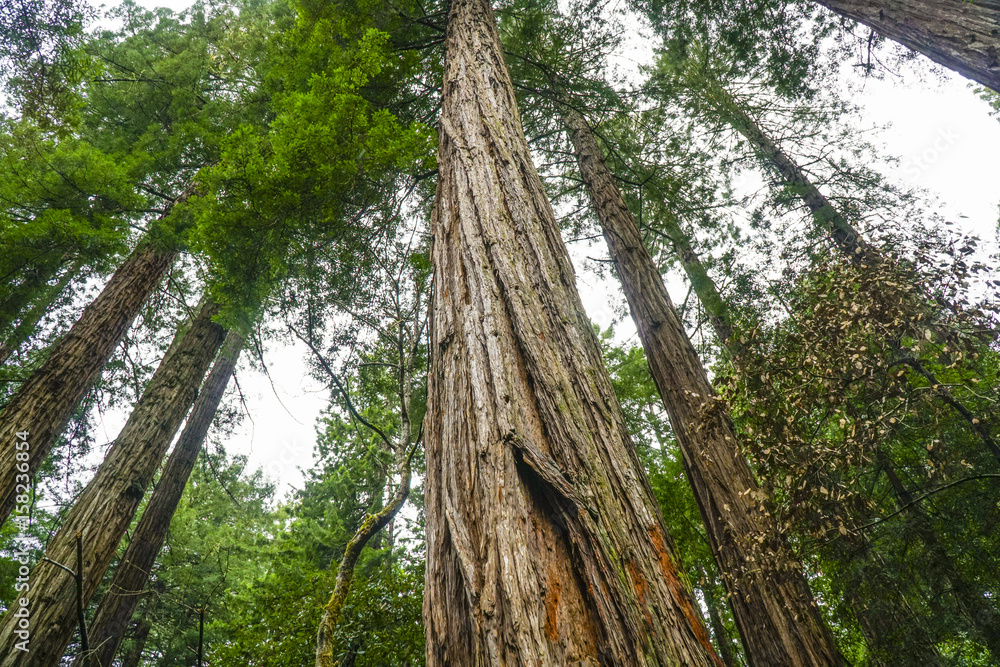 The giant trees of the Redwood Forest