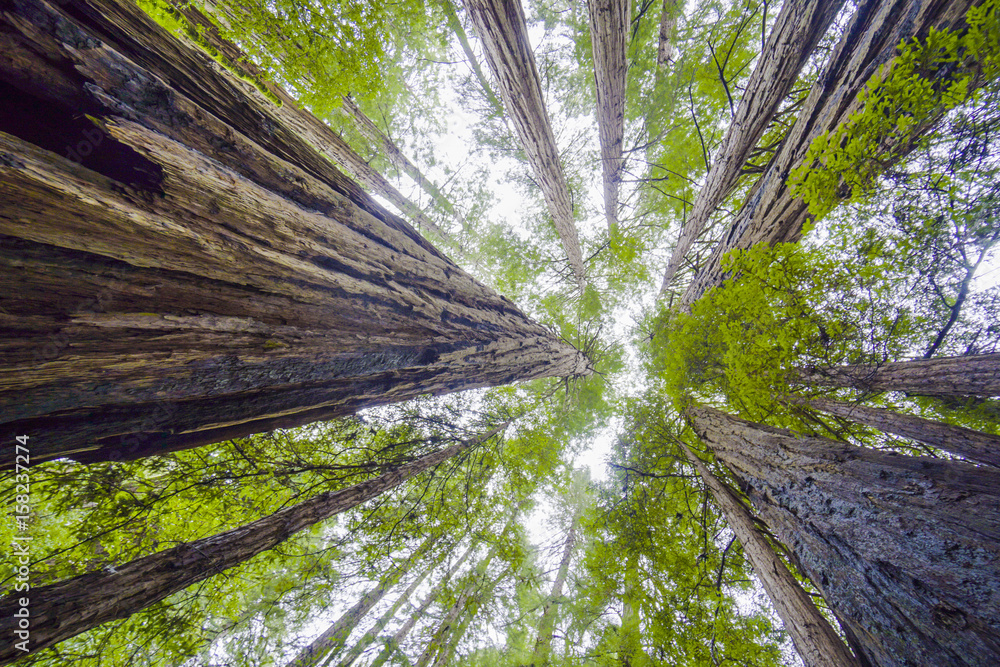 Obraz premium Beautiful nature - the Redwood Forest - red cedar trees