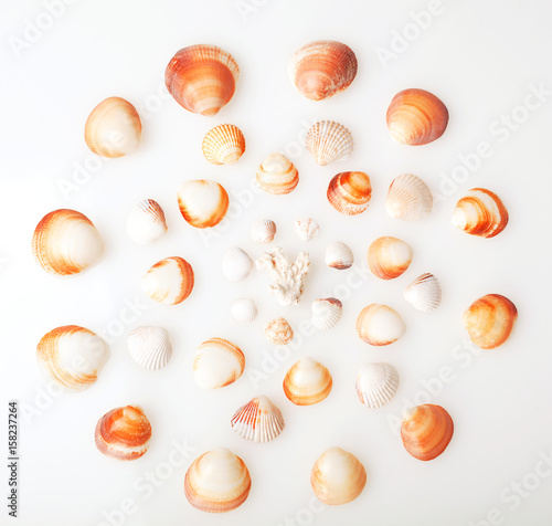 pattern from shell on a white background