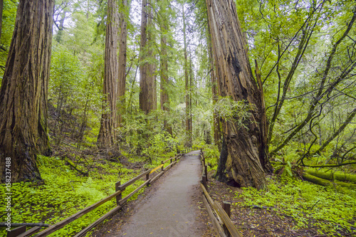 Walkway through Redwood Forest - a great adventure