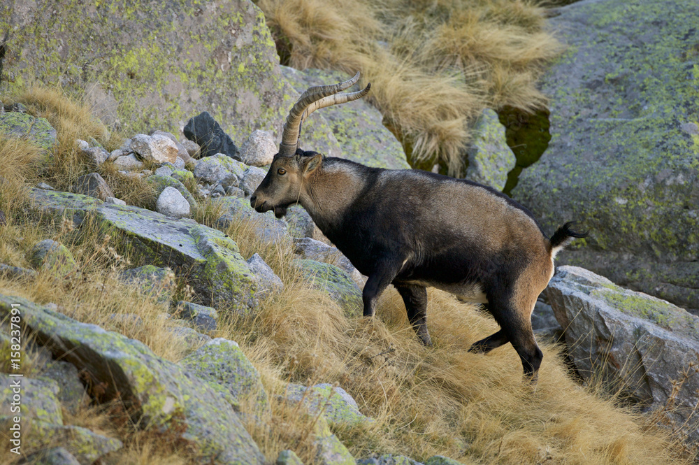 Spanish Ibex (Capra pyrenaica victoriae) at Sierra de Gredos Spanish Ibex (Capra pyrenaica victoriae) at Sierra de Gredos