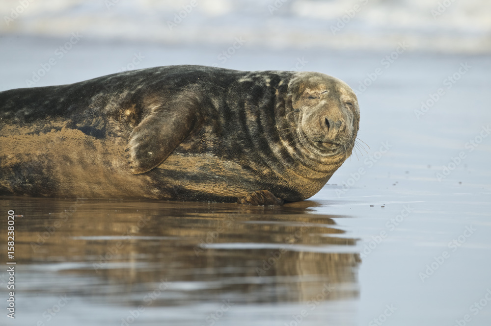 Fototapeta premium Grey Seal male in the shore break (Halichoerus grypus) at Donna Nook UK
