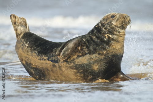Grey Seal male in the shore break (Halichoerus grypus) at Donna Nook UK © Enrique
