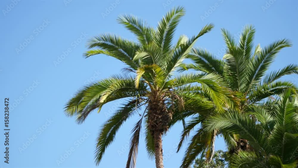 High quality video of palm tree on the blue sky in 4K High quality video of palm tree on the blue sky in 4K