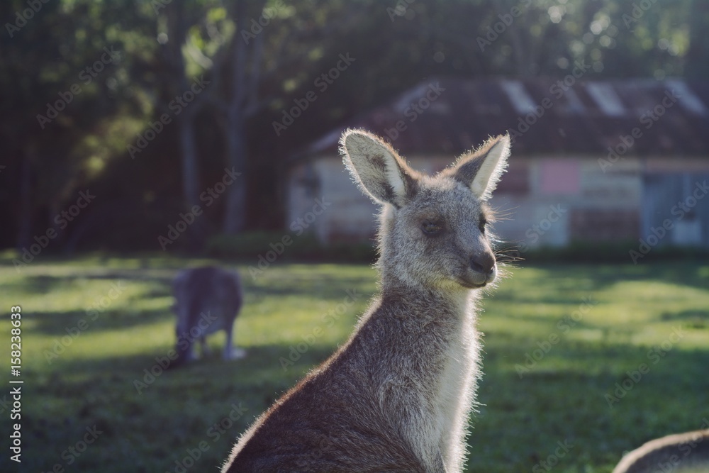 Fototapeta premium Kangaroo