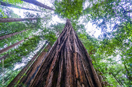 Beautiful nature - the Redwood Forest - red cedar trees photo
