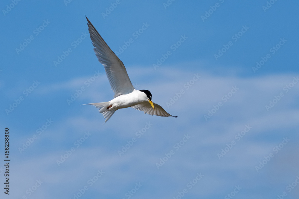 The little tern flew freely in the blue sky surrounded by white clouds. The little tern flew freely in the blue sky surrounded by white clouds.