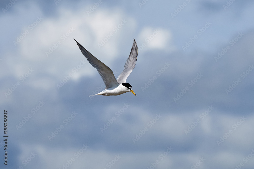 Fototapeta premium The little tern flew freely in the blue sky surrounded by white clouds.