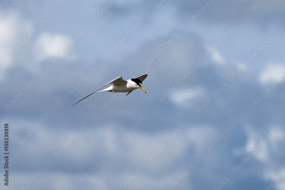 The little tern flew freely in the blue sky surrounded by white clouds. The little tern flew freely in the blue sky surrounded by white clouds.