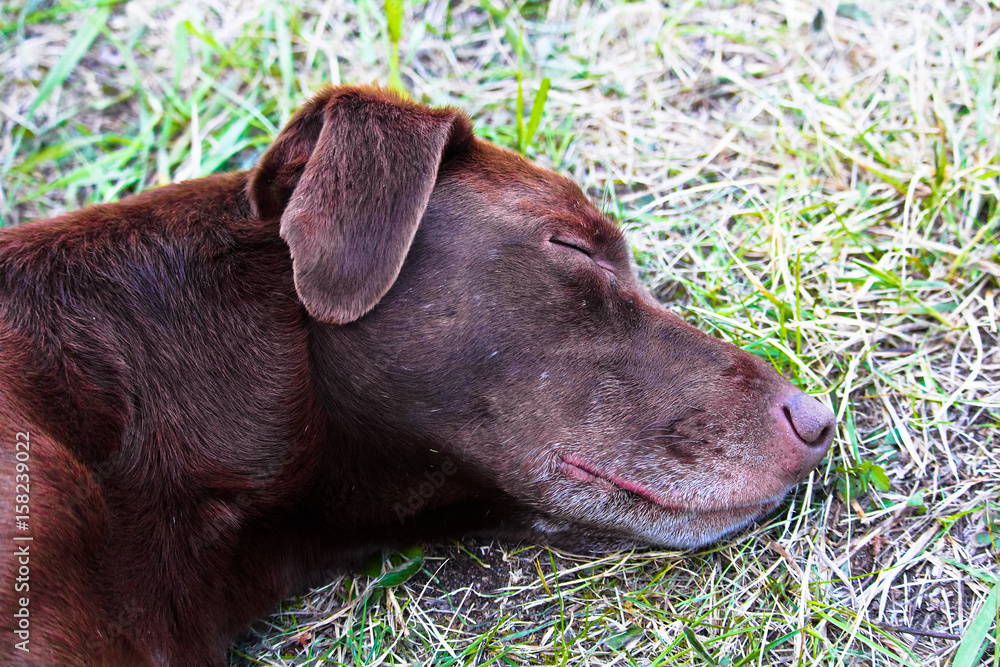 Closeup of a sleeping dog head in the grass Closeup of a sleeping dog head in the grass