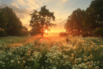Summer scene