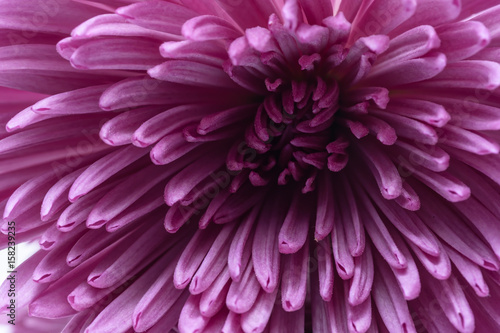 Macro light purple flower