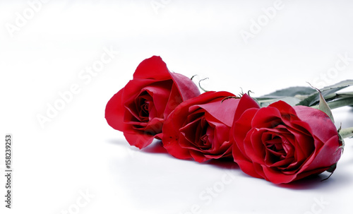 Three red roses in row with copy text space