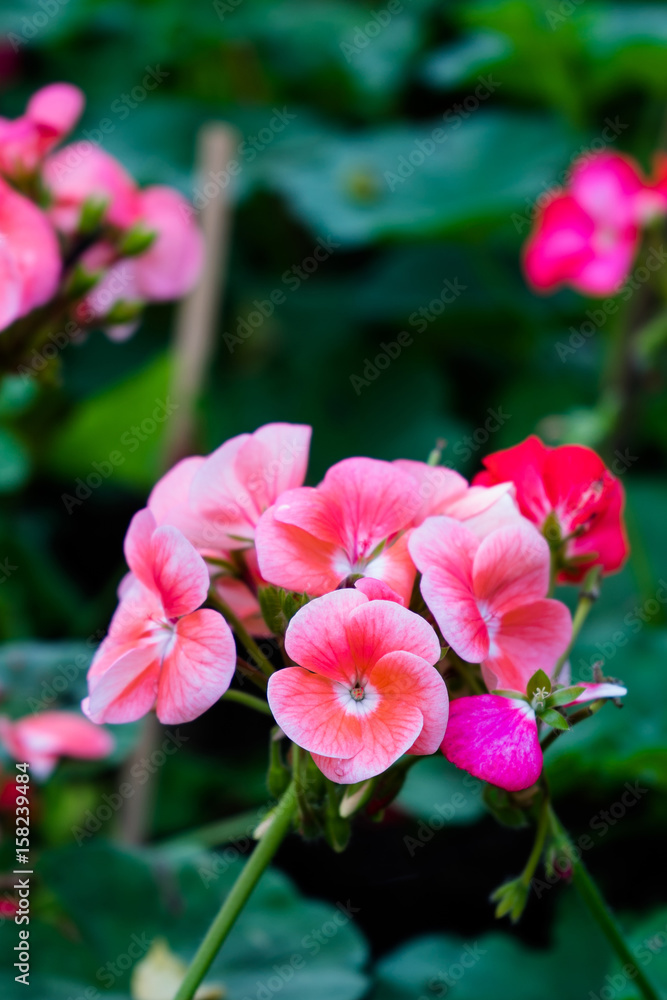 Geranium flower, Pelargonium x hortorum L.H.Bail (Geraniaceae) in garden Geranium flower, Pelargonium x hortorum L.H.Bail (Geraniaceae) in garden