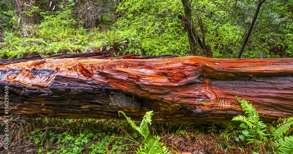 Naklejka premium The beautiful red wood of the Western Red Cedar Tree