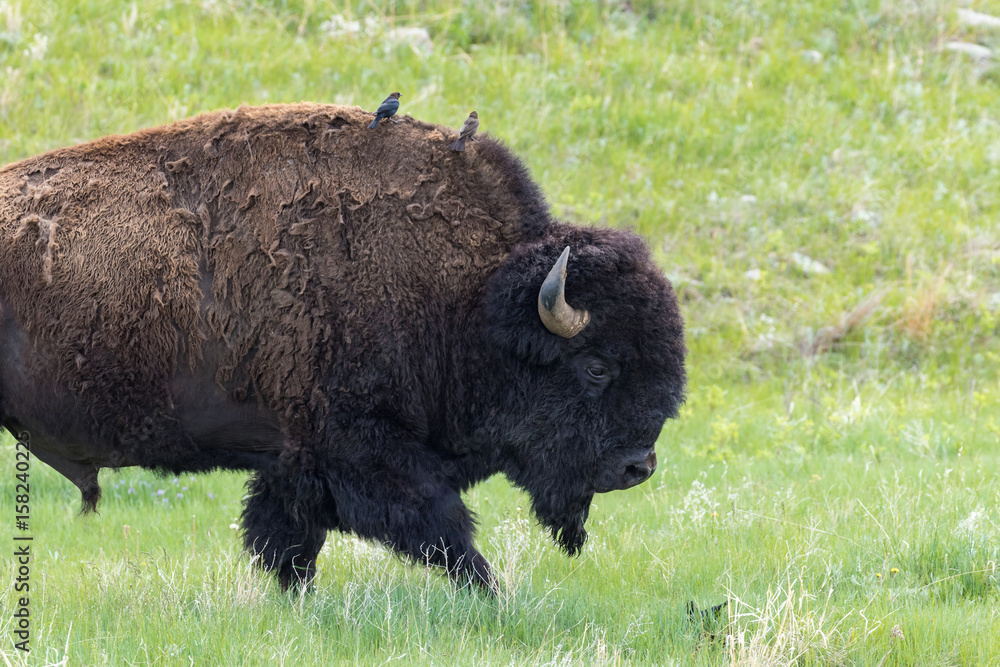 Big Male Bison Big Male Bison