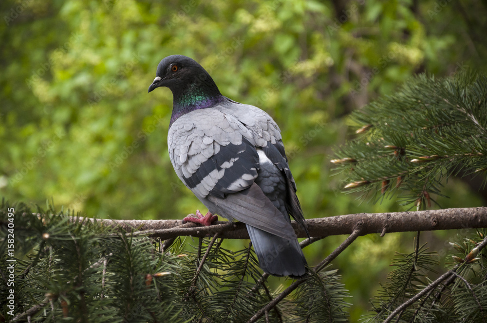 Fototapeta premium Pigeon sits on a branch