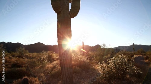 The Saguaro Cactus. Panoramic on the Desert. The Saguaro is a cactus species which can grow to be over 70 feet (21 m) tall. It is native to the Sonoran Desert in Arizona, parts of Mexico and CA.