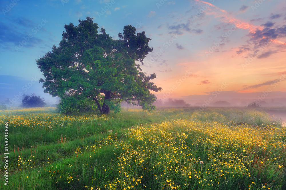 Fototapeta premium Misty blooming meadow