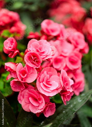 Closeup of beautiful pink flowers in the garden
