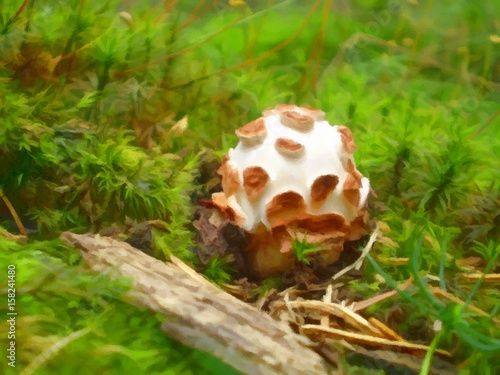 Small mushroom in forest moss