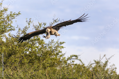 African Vulture in flight. Tanzania Africa photo