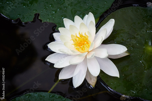 Waterlily Blooming in a Pond