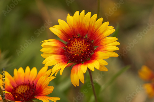 Summertime Blooming Flower