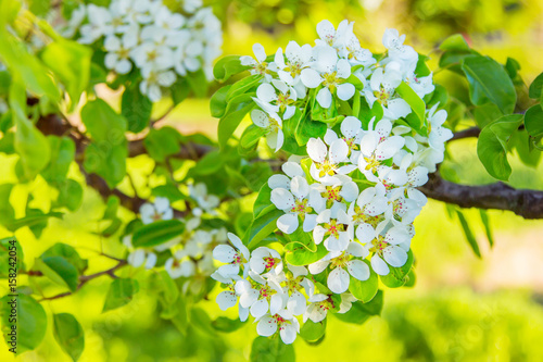 Beautiful white flowers on blooming pear branch. Blooming tree.