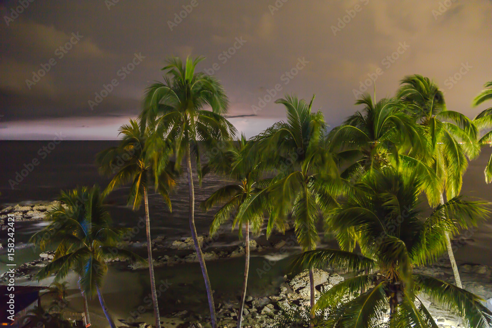 Palm trees Puerto Vallarta