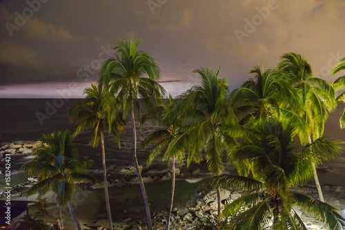 Palm trees Puerto Vallarta