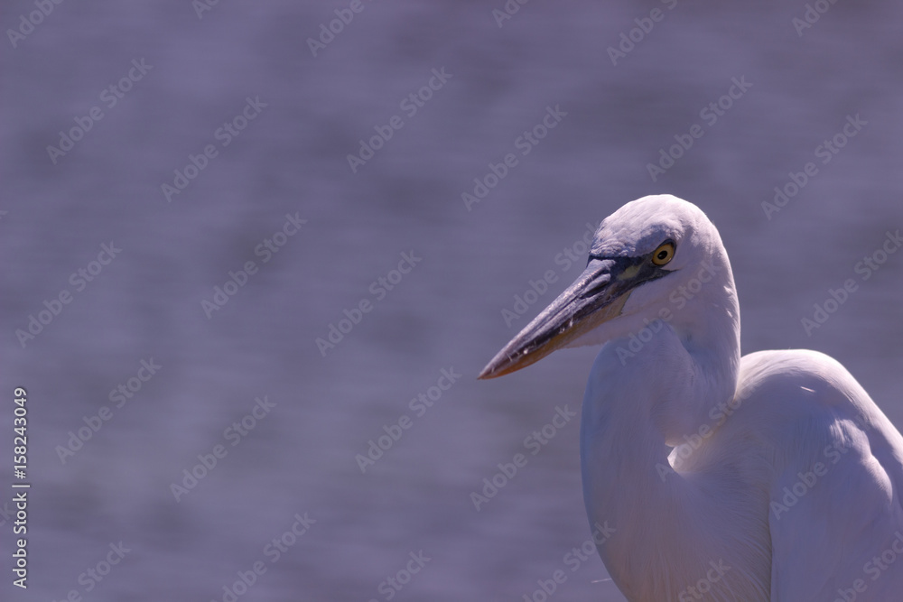 Great White Heron 4
