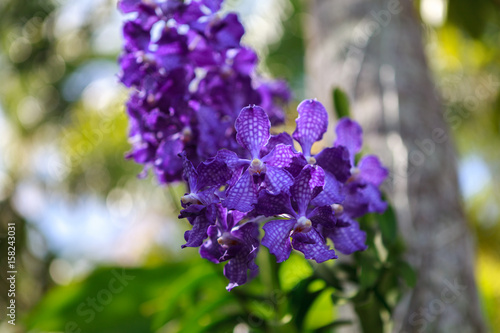 Violet Orchids